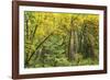 Prairie Creek area, Redwoods State Park, Coastal Redwoods, California, USA-Stuart Westmorland-Framed Photographic Print