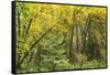 Prairie Creek area, Redwoods State Park, Coastal Redwoods, California, USA-Stuart Westmorland-Framed Stretched Canvas