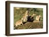 Prairie Dog Family in Theodore Roosevelt National Park, North Dakota, Usa-Chuck Haney-Framed Premium Photographic Print