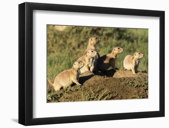 Prairie Dog Family in Theodore Roosevelt National Park, North Dakota, Usa-Chuck Haney-Framed Premium Photographic Print