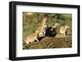 Prairie Dog Family in Theodore Roosevelt National Park, North Dakota, Usa-Chuck Haney-Framed Premium Photographic Print