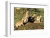 Prairie Dog Family in Theodore Roosevelt National Park, North Dakota, Usa-Chuck Haney-Framed Premium Photographic Print