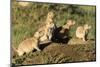 Prairie Dog Family in Theodore Roosevelt National Park, North Dakota, Usa-Chuck Haney-Mounted Premium Photographic Print