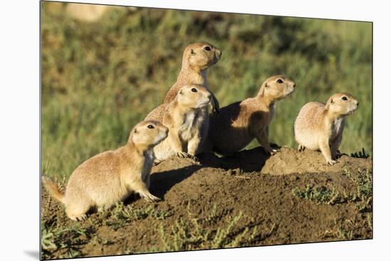 Prairie Dog Family in Theodore Roosevelt National Park, North Dakota, Usa-Chuck Haney-Mounted Premium Photographic Print