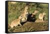 Prairie Dog Family in Theodore Roosevelt National Park, North Dakota, Usa-Chuck Haney-Framed Stretched Canvas