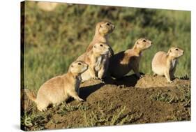 Prairie Dog Family in Theodore Roosevelt National Park, North Dakota, Usa-Chuck Haney-Stretched Canvas