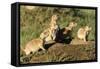 Prairie Dog Family in Theodore Roosevelt National Park, North Dakota, Usa-Chuck Haney-Framed Stretched Canvas