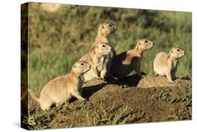 Prairie Dog Family in Theodore Roosevelt National Park, North Dakota, Usa-Chuck Haney-Stretched Canvas