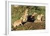 Prairie Dog Family in Theodore Roosevelt National Park, North Dakota, Usa-Chuck Haney-Framed Photographic Print