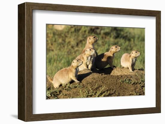 Prairie Dog Family in Theodore Roosevelt National Park, North Dakota, Usa-Chuck Haney-Framed Photographic Print