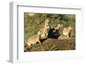 Prairie Dog Family in Theodore Roosevelt National Park, North Dakota, Usa-Chuck Haney-Framed Photographic Print