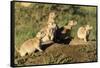 Prairie Dog Family in Theodore Roosevelt National Park, North Dakota, Usa-Chuck Haney-Framed Stretched Canvas