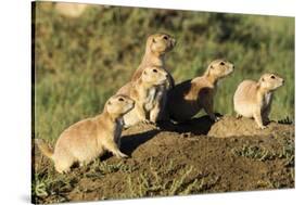 Prairie Dog Family in Theodore Roosevelt National Park, North Dakota, Usa-Chuck Haney-Stretched Canvas