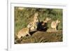 Prairie Dog Family in Theodore Roosevelt National Park, North Dakota, Usa-Chuck Haney-Framed Photographic Print