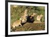 Prairie Dog Family in Theodore Roosevelt National Park, North Dakota, Usa-Chuck Haney-Framed Photographic Print