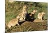 Prairie Dog Family in Theodore Roosevelt National Park, North Dakota, Usa-Chuck Haney-Mounted Photographic Print