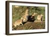 Prairie Dog Family in Theodore Roosevelt National Park, North Dakota, Usa-Chuck Haney-Framed Photographic Print