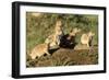 Prairie Dog Family in Theodore Roosevelt National Park, North Dakota, Usa-Chuck Haney-Framed Photographic Print