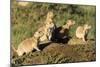 Prairie Dog Family in Theodore Roosevelt National Park, North Dakota, Usa-Chuck Haney-Mounted Photographic Print