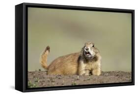 Prairie Dog in Theodore Roosevelt National Park-Paul Souders-Framed Stretched Canvas