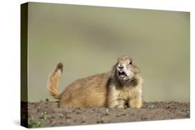 Prairie Dog in Theodore Roosevelt National Park-Paul Souders-Stretched Canvas