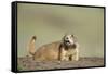 Prairie Dog in Theodore Roosevelt National Park-Paul Souders-Framed Stretched Canvas