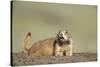 Prairie Dog in Theodore Roosevelt National Park-Paul Souders-Stretched Canvas