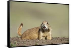 Prairie Dog in Theodore Roosevelt National Park-Paul Souders-Framed Stretched Canvas