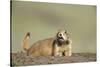 Prairie Dog in Theodore Roosevelt National Park-Paul Souders-Stretched Canvas
