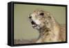 Prairie Dog in Theodore Roosevelt National Park-Paul Souders-Framed Stretched Canvas