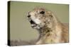 Prairie Dog in Theodore Roosevelt National Park-Paul Souders-Stretched Canvas