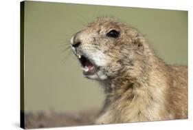 Prairie Dog in Theodore Roosevelt National Park-Paul Souders-Stretched Canvas