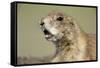 Prairie Dog in Theodore Roosevelt National Park-Paul Souders-Framed Stretched Canvas