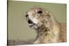 Prairie Dog in Theodore Roosevelt National Park-Paul Souders-Stretched Canvas