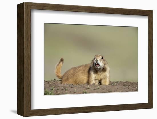 Prairie Dog in Theodore Roosevelt National Park-Paul Souders-Framed Photographic Print