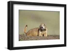 Prairie Dog in Theodore Roosevelt National Park-Paul Souders-Framed Photographic Print