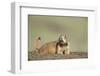 Prairie Dog in Theodore Roosevelt National Park-Paul Souders-Framed Photographic Print