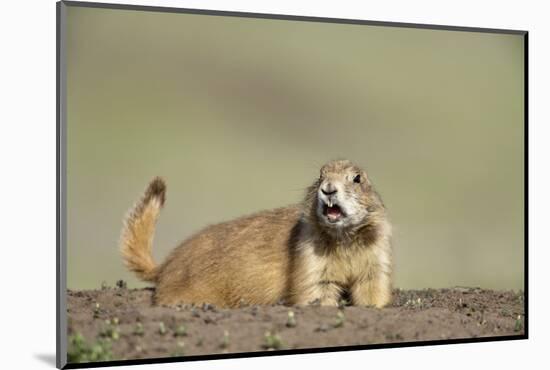 Prairie Dog in Theodore Roosevelt National Park-Paul Souders-Mounted Photographic Print