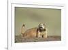 Prairie Dog in Theodore Roosevelt National Park-Paul Souders-Framed Photographic Print