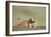 Prairie Dog in Theodore Roosevelt National Park-Paul Souders-Framed Photographic Print