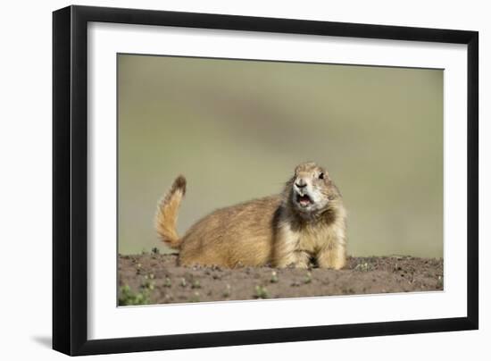 Prairie Dog in Theodore Roosevelt National Park-Paul Souders-Framed Photographic Print