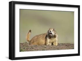 Prairie Dog in Theodore Roosevelt National Park-Paul Souders-Framed Photographic Print