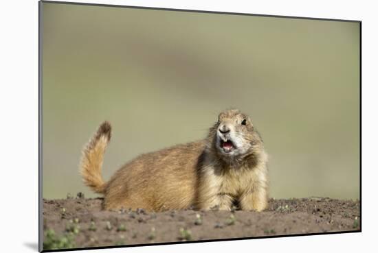 Prairie Dog in Theodore Roosevelt National Park-Paul Souders-Mounted Photographic Print