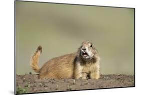 Prairie Dog in Theodore Roosevelt National Park-Paul Souders-Mounted Photographic Print