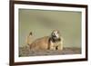 Prairie Dog in Theodore Roosevelt National Park-Paul Souders-Framed Photographic Print