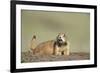 Prairie Dog in Theodore Roosevelt National Park-Paul Souders-Framed Photographic Print