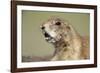 Prairie Dog in Theodore Roosevelt National Park-Paul Souders-Framed Photographic Print