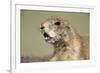 Prairie Dog in Theodore Roosevelt National Park-Paul Souders-Framed Photographic Print