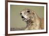 Prairie Dog in Theodore Roosevelt National Park-Paul Souders-Framed Photographic Print