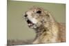 Prairie Dog in Theodore Roosevelt National Park-Paul Souders-Mounted Photographic Print